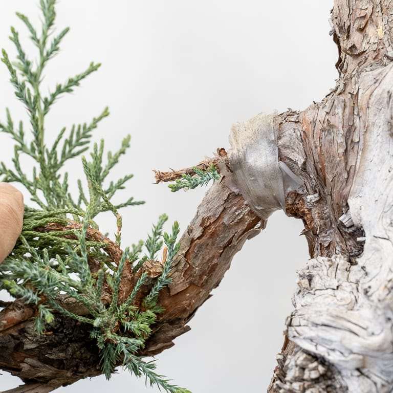 图解 对杜松盆景怎么初步造型的方法