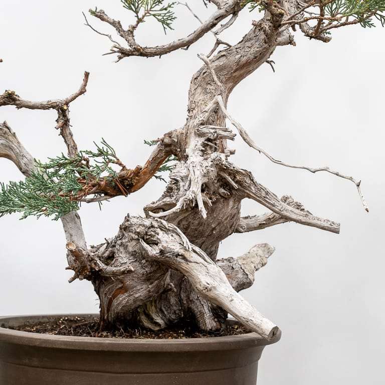 图解 对杜松盆景怎么初步造型的方法