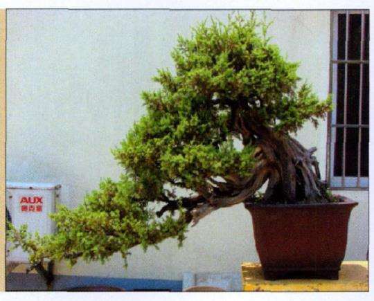 图解 刺柏盆景怎么再创作的5个过程