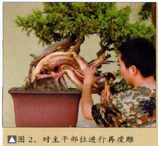 图解 刺柏盆景怎么再创作的5个过程
