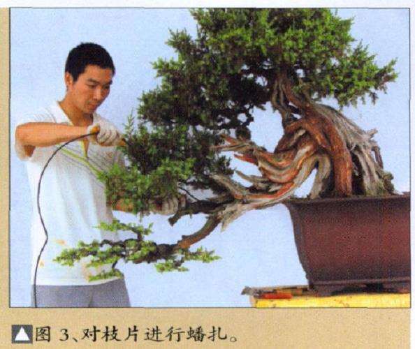 图解 刺柏盆景怎么再创作的5个过程