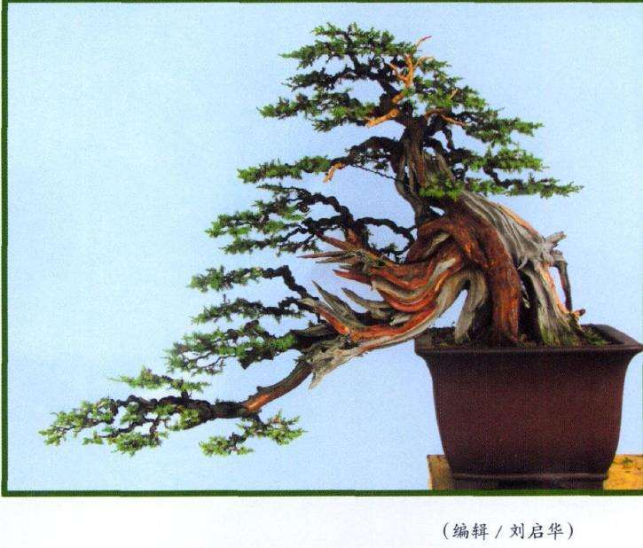 图解 刺柏盆景怎么再创作的5个过程