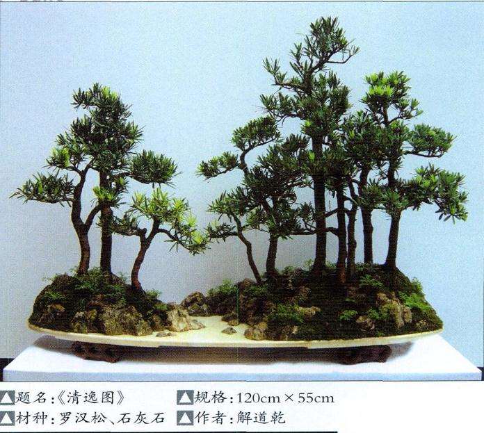 再论云南盆景的反思与发展 图片