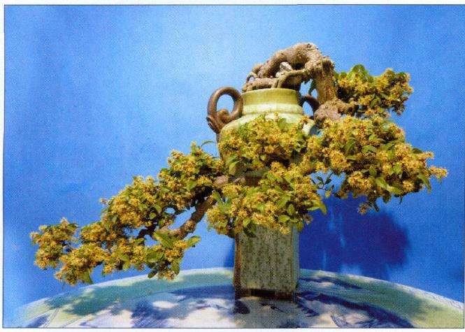 记香港岭南盆景艺术学会会长