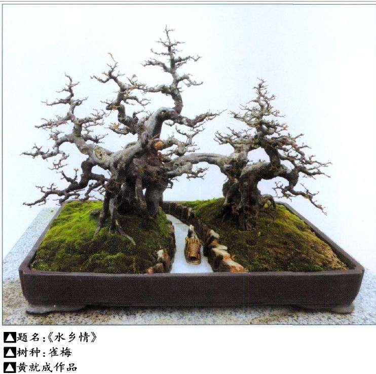 记香港岭南盆景艺术学会会长