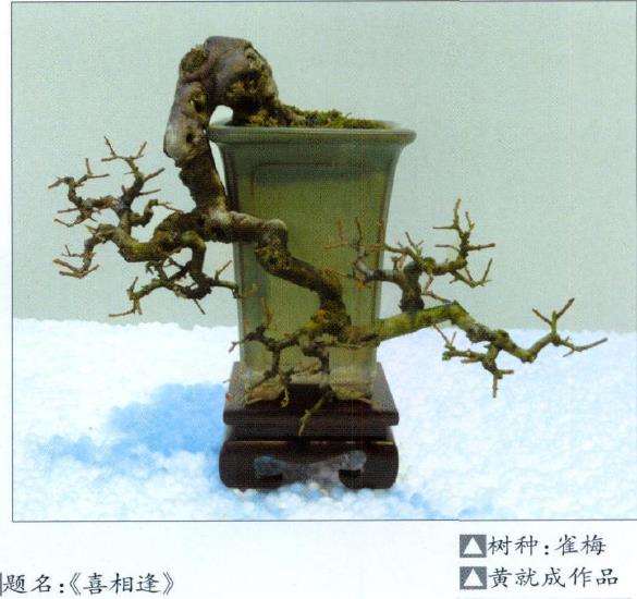 记香港岭南盆景艺术学会会长