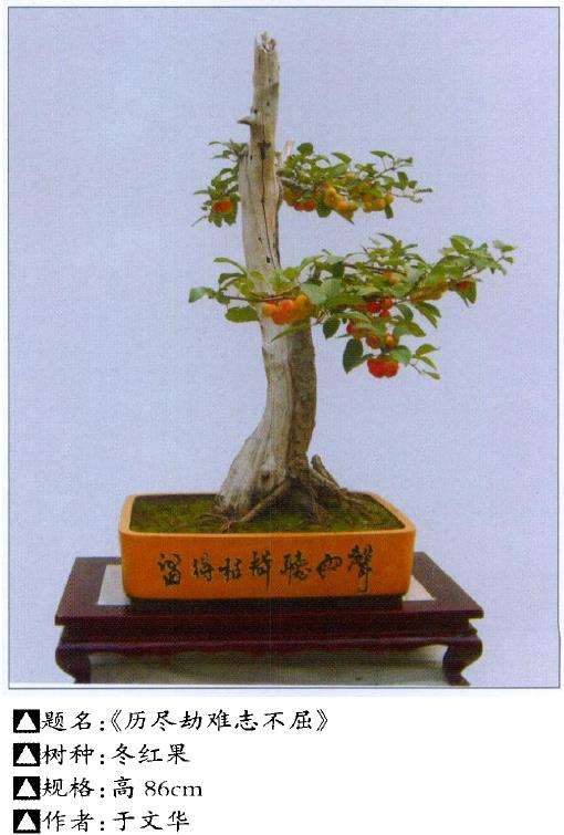 盆景素材怎么因材施技的2个方法 图片