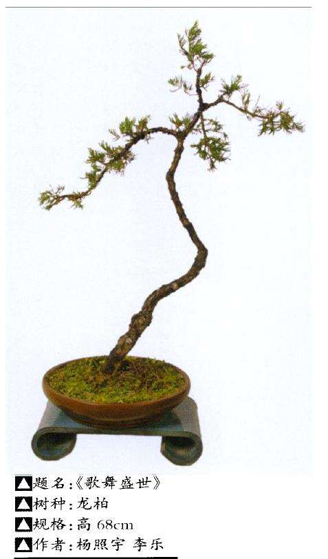 盆景素材怎么因材施技的2个方法 图片