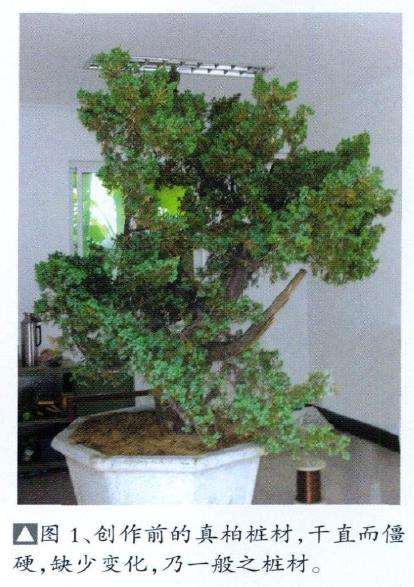 怡然园真柏盆景怎么创作