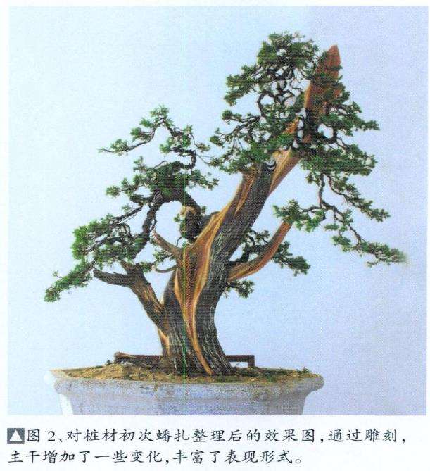 怡然园真柏盆景怎么创作