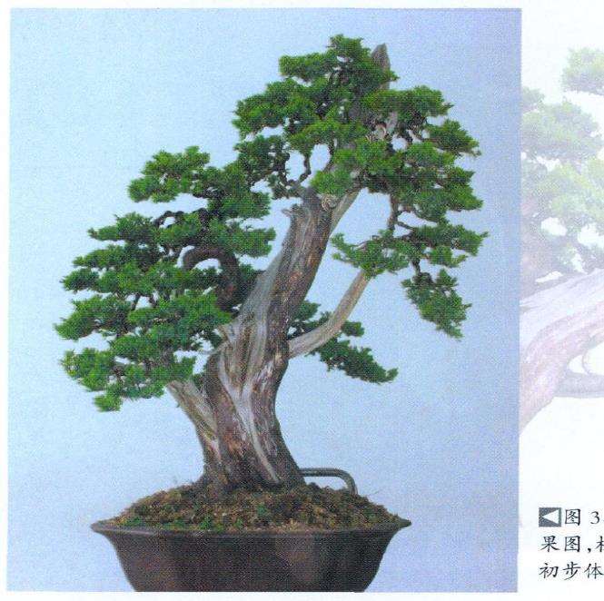 怡然园真柏盆景怎么创作