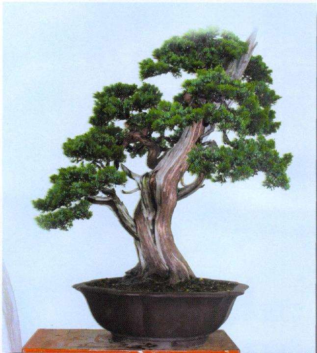 怡然园真柏盆景怎么创作