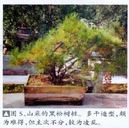 怡然园真柏盆景怎么创作