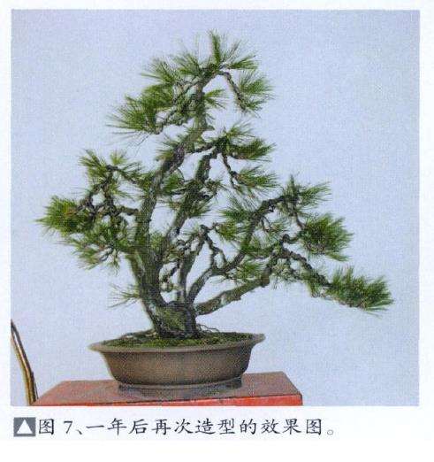 怡然园真柏盆景怎么创作