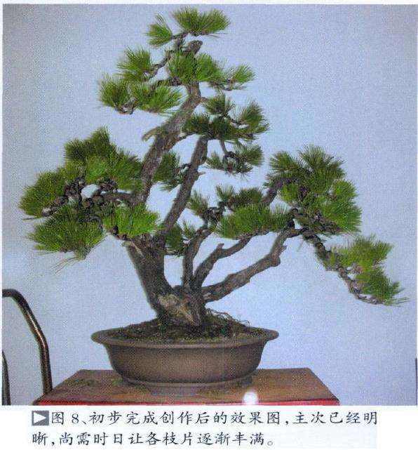 怡然园真柏盆景怎么创作