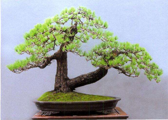盆景创作怎么多练内功