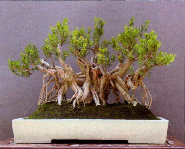 盆景创作怎么多练内功