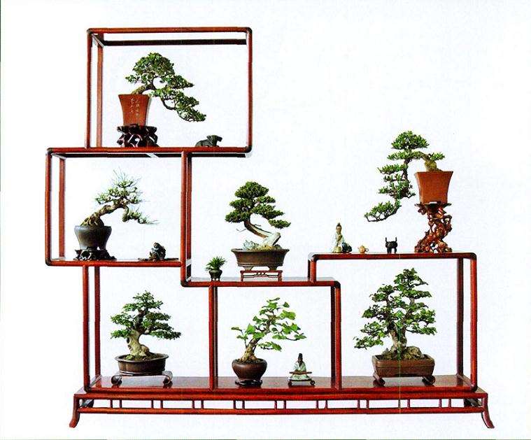 中国梅花盆景精品展在北京植物园开幕