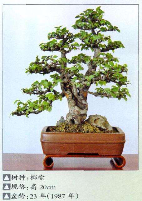 中国梅花盆景精品展在北京植物园开幕