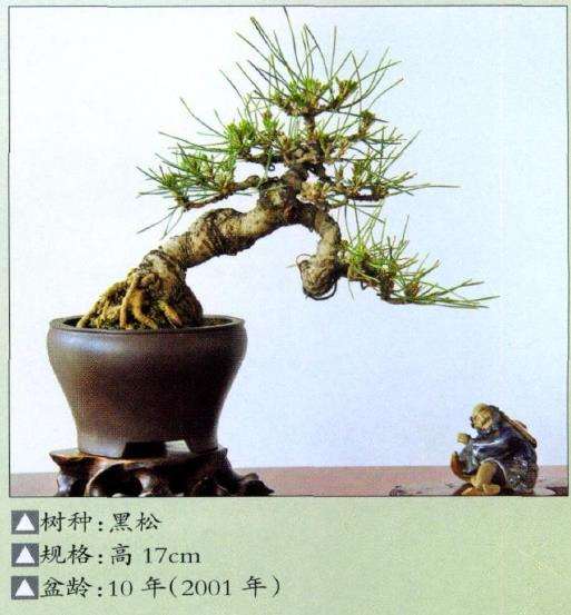 中国梅花盆景精品展在北京植物园开幕