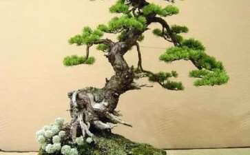 石万钦新著《树供-盆景的世界》出版