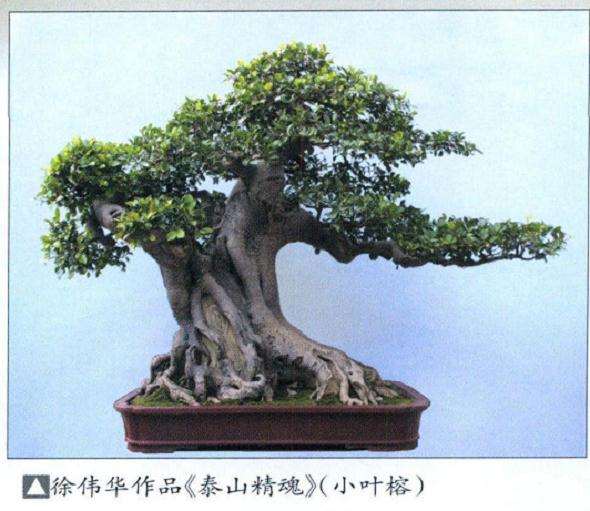 花木盆景杂志社广西盆景考察纪行 图片