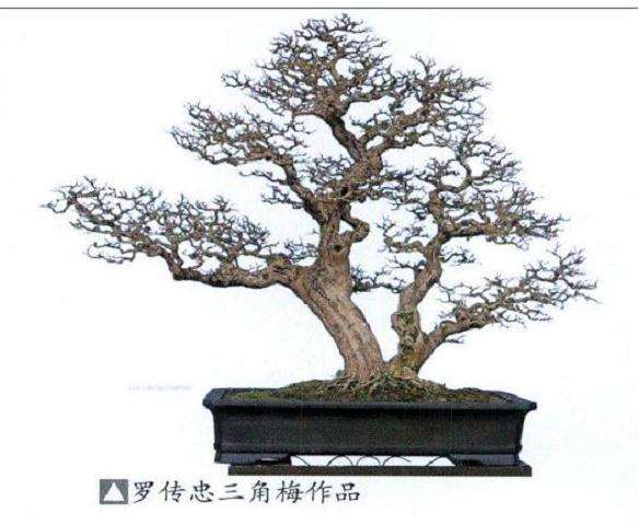 花木盆景杂志社广西盆景考察纪行 图片