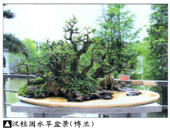 花木盆景杂志社广西盆景考察纪行 图片