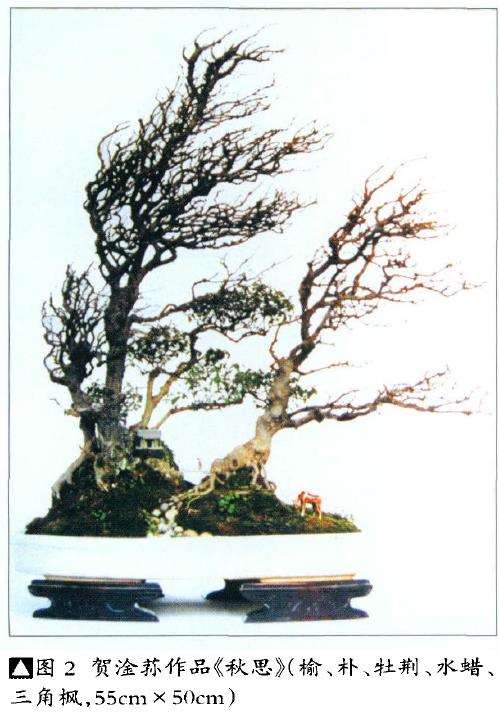 专访中国盆景艺术大师 贺淦荪 图片