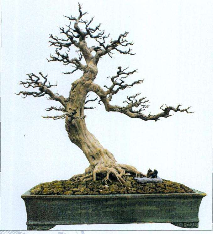 紫薇盆景怎么制作养护的5个步骤