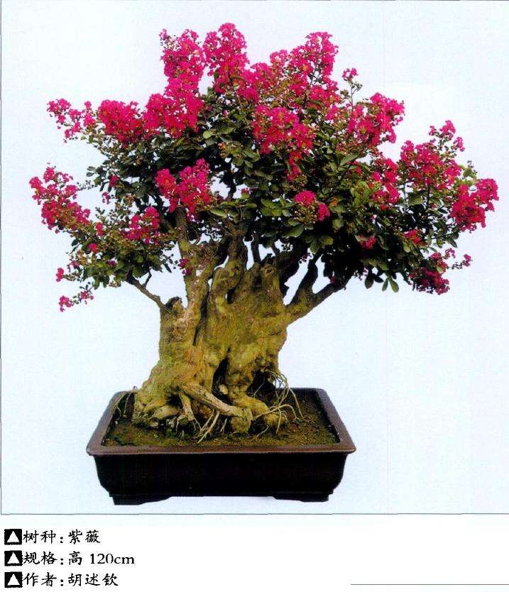 紫薇盆景怎么制作养护的5个步骤