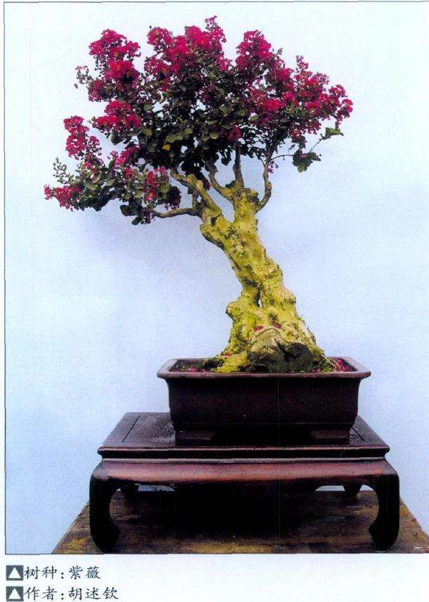 紫薇盆景怎么制作养护的5个步骤