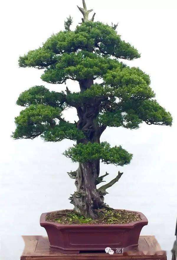 庞燮庭盆景新作 迟到的春天 略析