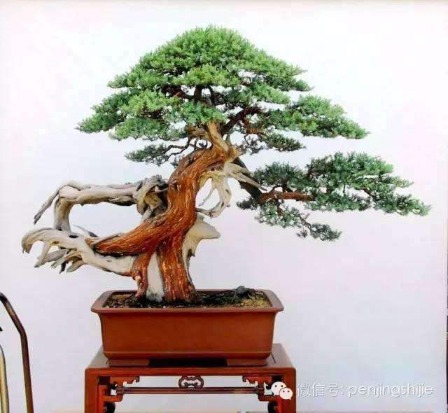 庞燮庭盆景新作 迟到的春天