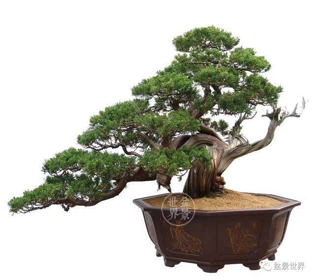 庞燮庭盆景新作 迟到的春天