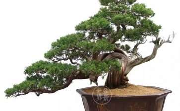 庞燮庭盆景新作 迟到的春天 略析