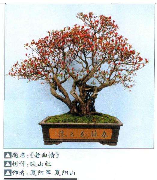 井冈山花卉盆景精品展