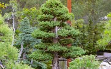 新书《盆景异端》揭穿盆景世界中的神话