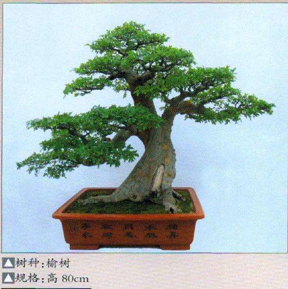 上海盆景艺术家 李俊杰