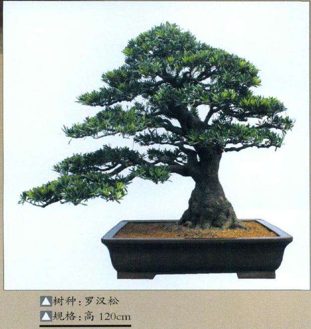 上海盆景艺术家 李俊杰