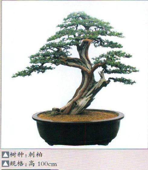 上海盆景艺术家 李俊杰