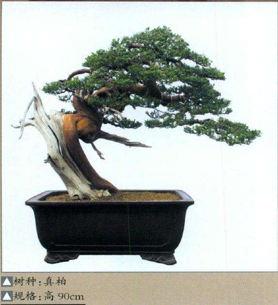 上海盆景艺术家 李俊杰