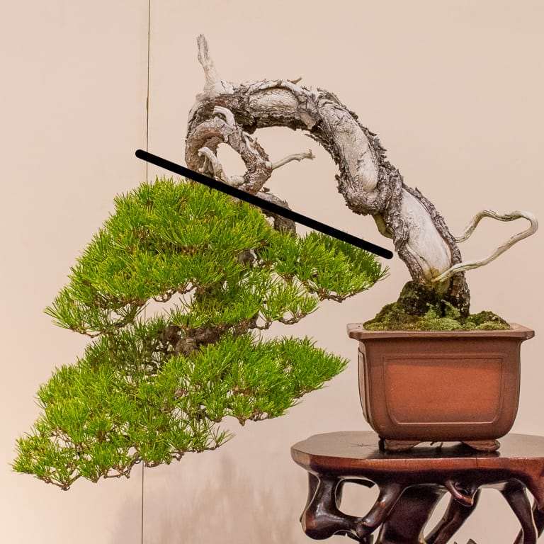 图解 老外谈日本盆景舍利干的制作技法