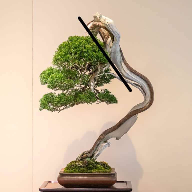 图解 老外谈日本盆景舍利干的制作技法