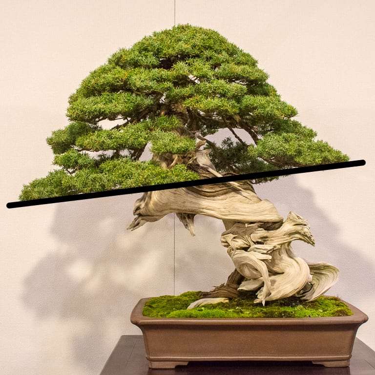 图解 老外谈日本盆景舍利干的制作技法