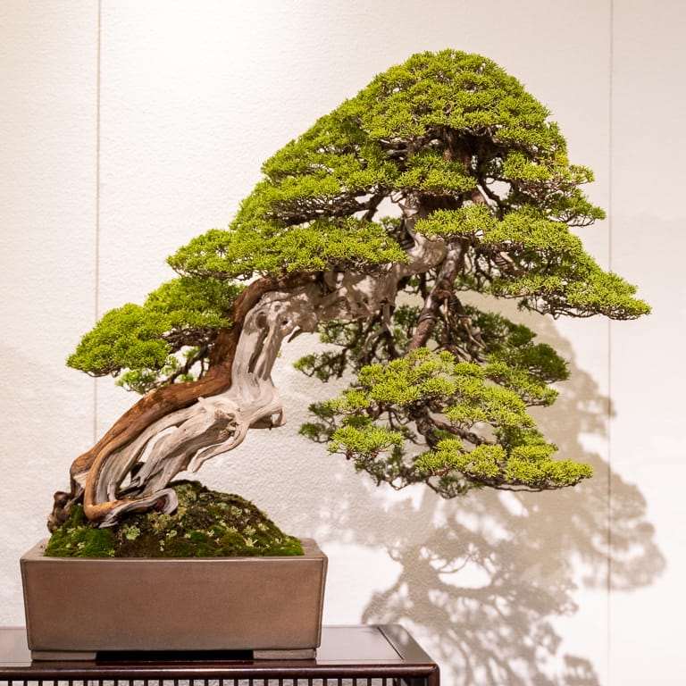 图解 老外谈日本盆景舍利干的制作技法