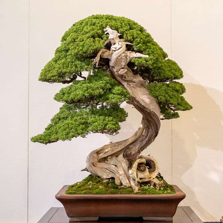 图解 老外谈日本盆景舍利干的制作技法