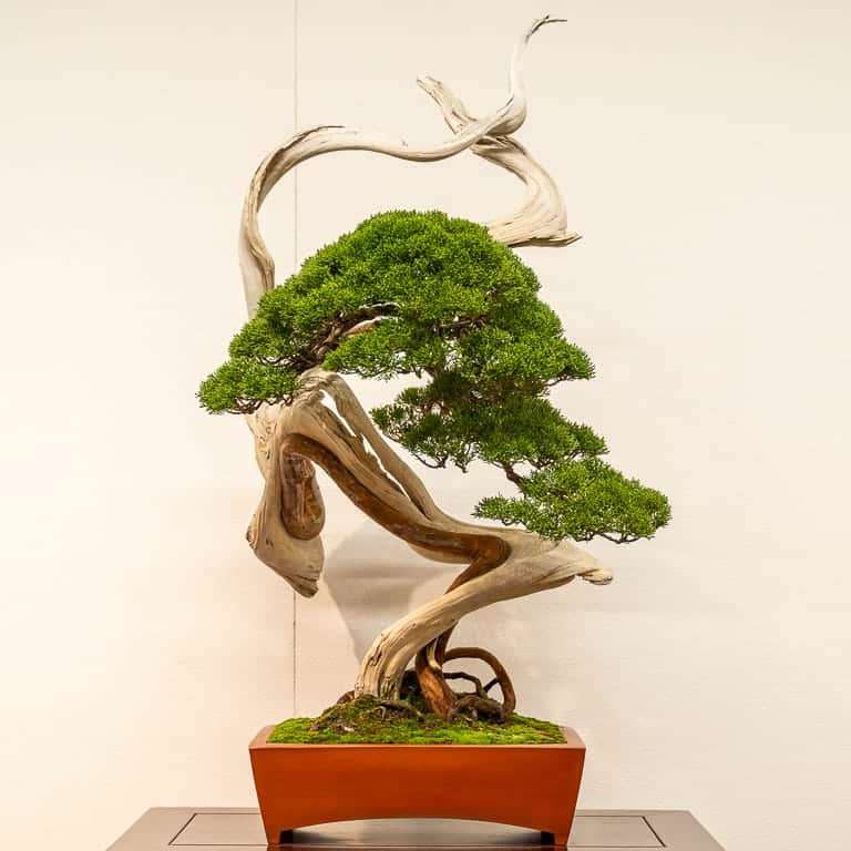 图解 老外谈日本盆景舍利干的制作技法