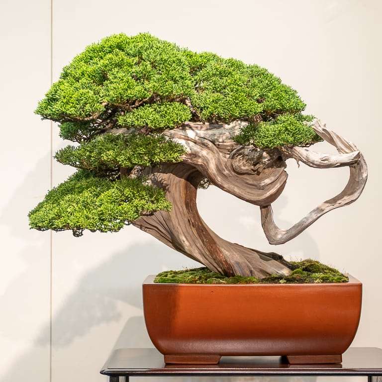 图解 老外谈日本盆景舍利干的制作技法