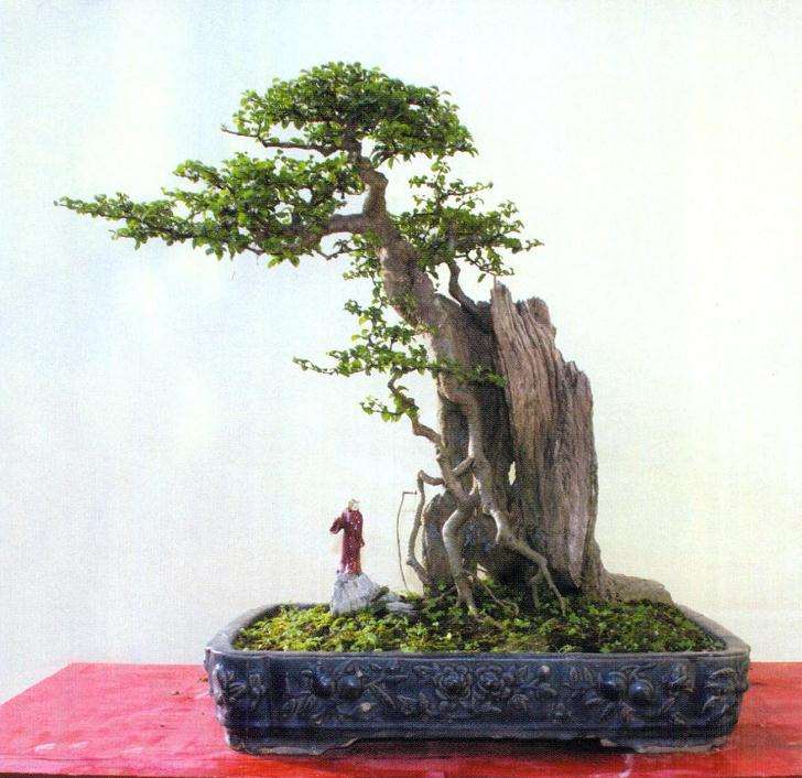 楼顶怎么养盆景的5个体会 图片